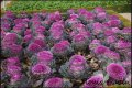 villandry jardin